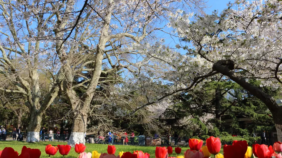 [最美的风景在路上]Cherry Blossom 樱花盛开