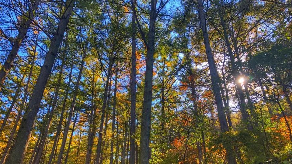 [最美的风景在路上]深秋-Forest in Late Autumn