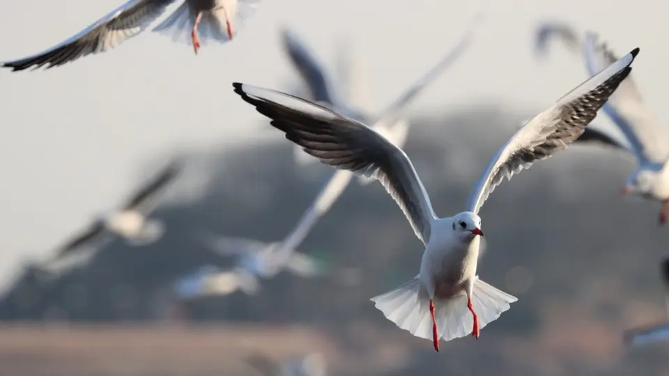 [最美的风景]Yearly Routine: shooting seagulls